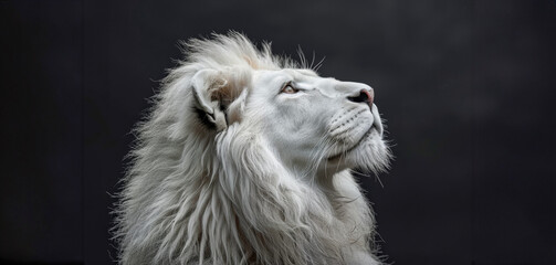 Majestic white lion looking up with intrigue
