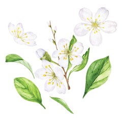 Plum blossom set watercolour botanical illustration 