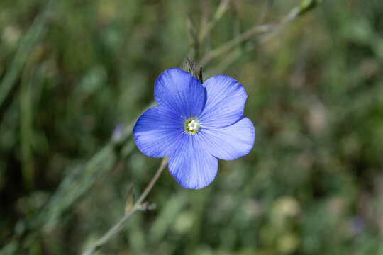 Lino silvestre, flor de campo azul