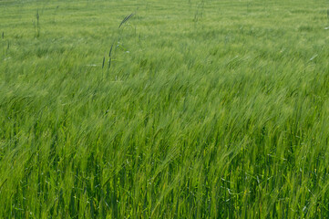 Agricultura, campo de cereales