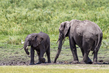 hole in Amboseli National park, Kenya. The mud and water from the marshes helps to cool the animals.