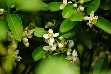 Close-up of grapefruit flowers blooming on a tree