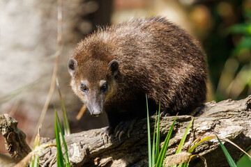 Adult common cusimanse, crossarcgus obscurus, also known as the long-nosed kusimanse, a dwarf mongoose found in forests of sub-saharan Africa.