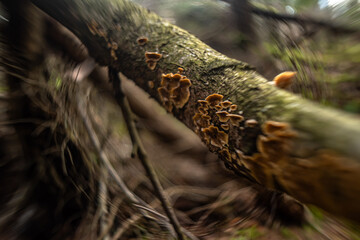 Mushrooms in the forest in close-up photography with blurred background.