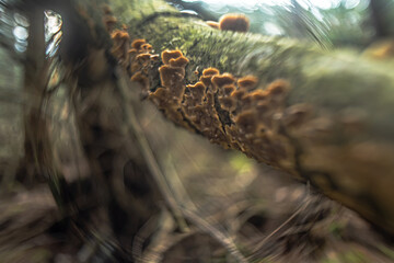 Mushrooms in the forest in close-up photography with blurred background.