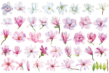 Magnolia flowers collection watercolor isolated white background. Beautiful blooming magnolia branch pink floral clipart - 794094146