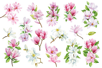Magnolia flowers set watercolor on isolated white background. Beautiful blooming magnolia branches, pink floral clipart