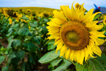 ひまわり(アップ)