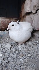 White japanese quail (Coturnix japonica) coturnix-quail bird bater animal sufaid batair closeup image stock photo
