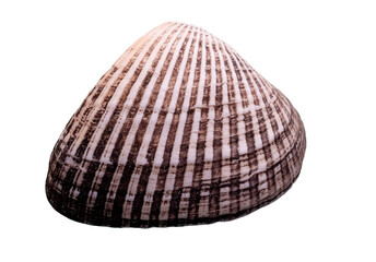 seashell, isolated image on transparent background