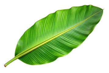 green banana leaf isolated on transparent background