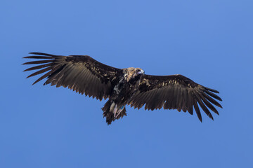 Buitre en la Sierra de Guadarrama