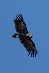 Buitre en la Sierra de Guadarrama