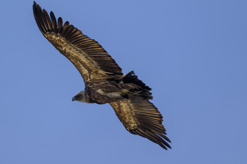 Buitre en la Sierra de Guadarrama