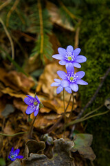 Purple flowers in the morning forest against a background of brown foliage