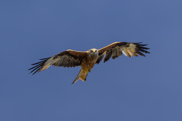 Milano Real en la Sierra de Guadarrama