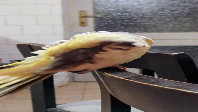 Cute yellow parrot nymph cockatiel sitting on chair and cleaning himself, pets, animals and wildlife