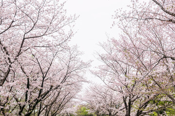 Pink sakura blossom of cherry tree tunnel at Kumamoto castle
