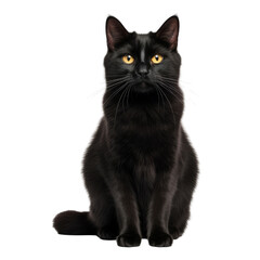 black cat isolated on transparent background cutout