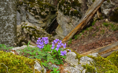 Waldveilchen (viola reichenbachia) beim Felsenmeersteig; Schwäbische Alb; bei Albstadt-Laufen;