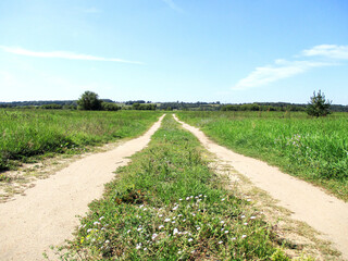 Country life. A dirt road runs through a field