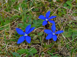 Frühlings-Enzian;  Gentiana verna; spring gentian