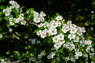 Zweigriffeliger Weißdorn; Blüte; Crataegus laevigata; woodland hawthorn; hawthorn; whitethorn; mayflower;