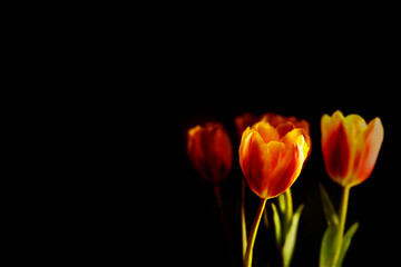 Fototapeta premium red and yellow tulips on black background