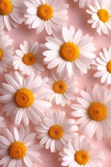 b'Close-up of white chamomile flowers on pink background'