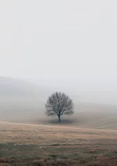 Foto op Aluminium Lonely Tree in the Foggy Field © Adobe Contributor