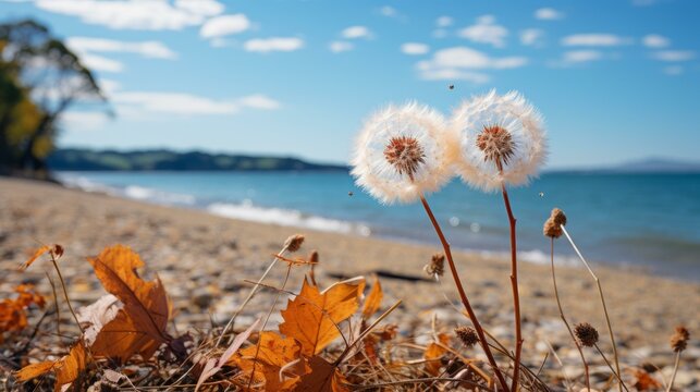 b'Two white dandelions on the beach with blurred background of blue water and sky'