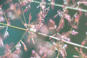 Grass spike macro pink for background, backing, backdrop. Fog, haze, blur, highlights, bokeh....