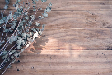 Eucalyptus botanic dry stem leaves on wooden scratch table with morning sunlight and space.