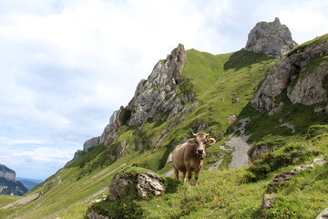 Cow with horns looking curious in Alpstein Switzerland. Wanderlust. Appenzellerland. Mountainview in the back.
