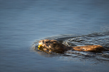A muskrat swims in the calm water with sky reflection perpendicular to the camera lens on a sunny spring evening.	