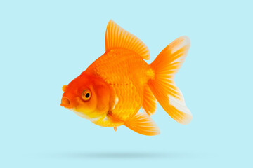Oranda goldfish isolated on blue background - 794109117