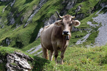 Cow with horns looking curious in Alpstein Switzerland. Wanderlust. Appenzellerland.
