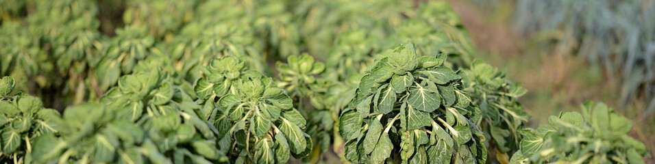 Rosenkohl und Porree Pflanzen auf dem deutschen Ackerfeld in der Landwirtschaft. Super Essen  (super healthy food) aus Biologischem Anbau mit traditioneller Reihenanordnung.