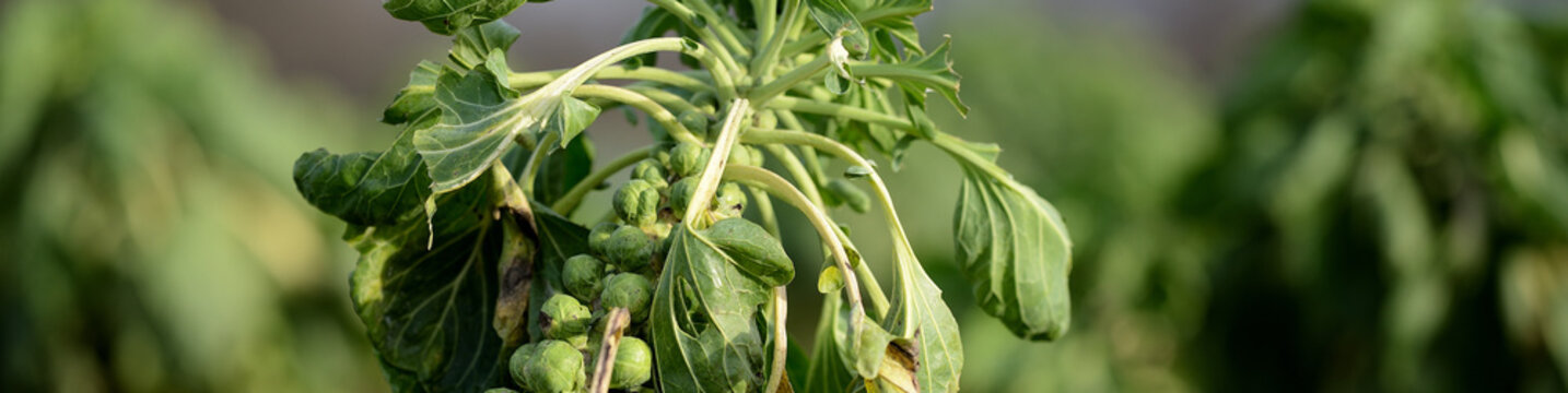 Rosenkohl und Porree Pflanzen auf dem deutschen Bauernacker in der Landwirtschaft. Super Essen  (super healthy food) aus Biologischem Anbau mit traditioneller Reihenanordnung.