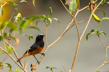A Hodgson's Redstart bird sitting on a small branch looking for food.