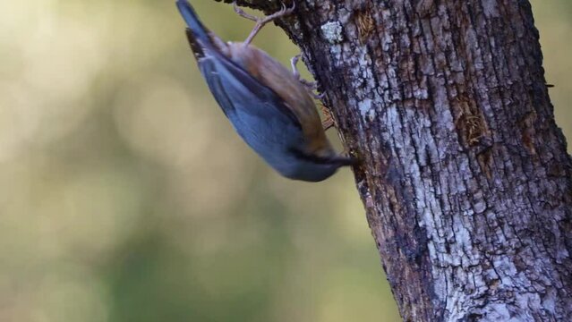 trepador azul cabeza abajo comiendo en un tronco 