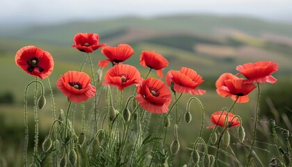 Group of red poppies swaying in the wind against a blurred background of rolling hills