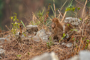 A monkey searching for food in a Forest.