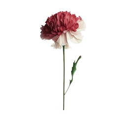 pink carnation flower