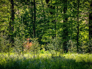 Wiederaufforstung im Mischwald durch anpflanzen von Jungbäumen