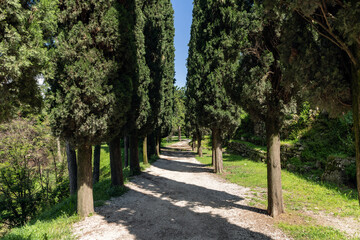 Towering cypress trees alley a serene gravel walkway in Italy, forming a natural corridor that beckons visitors into its verdant embrace