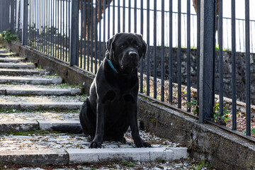 An alert black Labrador Retriever perches on a weathered stairway amidst a tranquil park, its shiny...