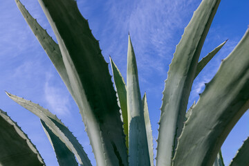 Towering agave leaves reach for the sky, their spiky silhouettes casting a striking contrast...