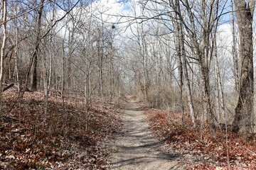 The long empty hiking trail in the forest on a sunny day.