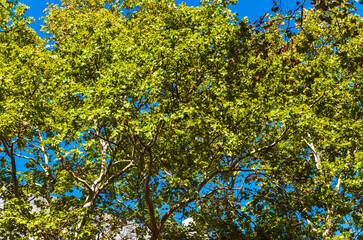 big Platanus occidentalis tree into summer Montevideo, Uruguay.